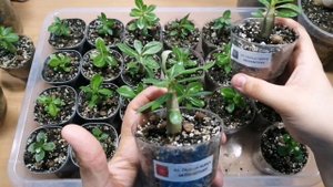 Адениум из семян спустя месяц после рассаживания