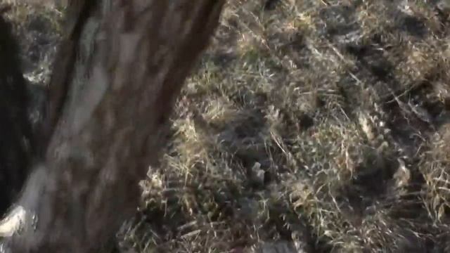 Очистка старой коры перед побелкой  Как и чем? смотреть онлайн