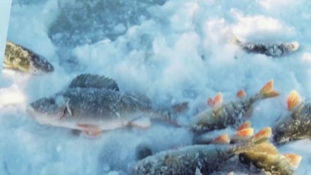 Рыбалка на озере Ижмозеро. смотреть онлайн