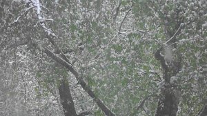 Майский снег 2024 (07.05.2024)