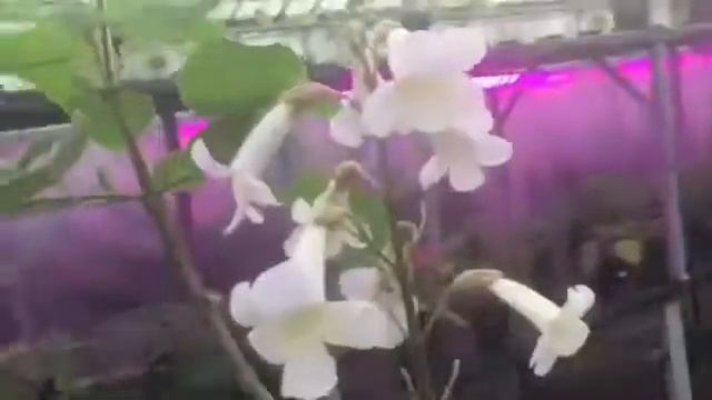 ЦВЕТЕНИЕ ПАВЛОВНИИ АДАМОВО ДЕРЕВО смотреть онлайн