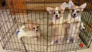 Рыжие щенки корги