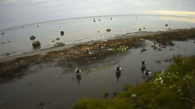 Водные и околоводные растения