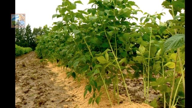 СДЕЛАЙ ТАК И МАЛИНЫ БУДЕТ ОЧЕНЬ МНОГО.НЕСКОЛЬКО НЕХИТРЫХ СЕКРЕТОВ.ЧЕМ ОБРАБОТАТЬ ОТ ТЛИ,ОТ БОЛЕЗНИ смотреть онлайн