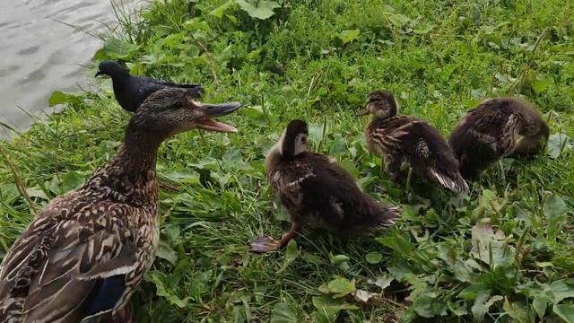 Утята и утка кряква смотреть онлайн