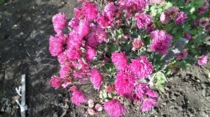 С каких хризантем собираю семена.