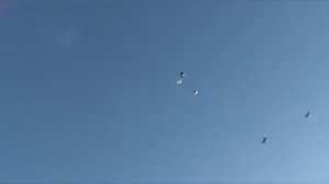 Николаевские голуби (серпасто-выворотные)г.Ростов-на-Дону 89287528918