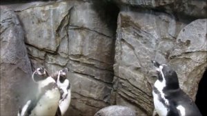 Пингвины кричат. 25.11.19 г.