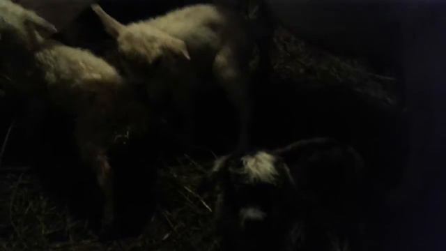 Новорожденные 20161105 122508 смотреть онлайн