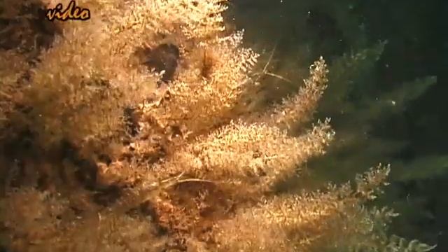 © Подводный мир в районе Малого фонтана Одесский залив смотреть онлайн