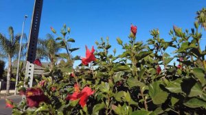 Мини Голдендудл (Mini Goldendoodle Puppy) - Певый Визит Щенка к Ветеринару. Осмотр, Прививки и Цены