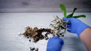 Easy orchid propagation methods: How to grow orchids at home