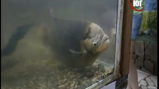 Ребятам о зверятах смотреть онлайн