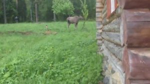 Лоси в национальном парке Зюраткуль