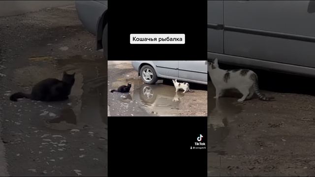 Кошачья рыбалка ?