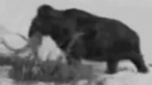 Мамонты живы.