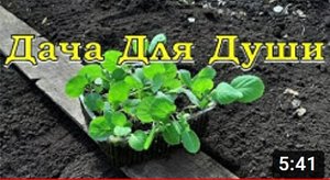 6 шагов к здоровой крепкой рассаде КАПУСТЫ???