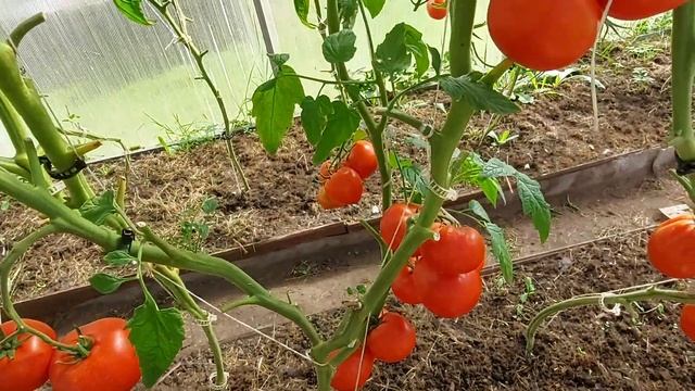 Томат Александр Великий! Отличный урожай томатов 2020. Ленинградская обл. смотреть онлайн