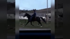 Иноходец | Карачаевская порода. Продан