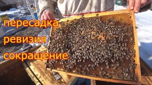 Пересадка, ревизия, сокращение пчелосемей Карника F1