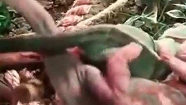 Спаривание хамелеонов