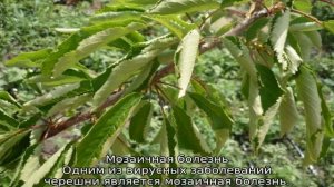 У черешни скручиваются листья