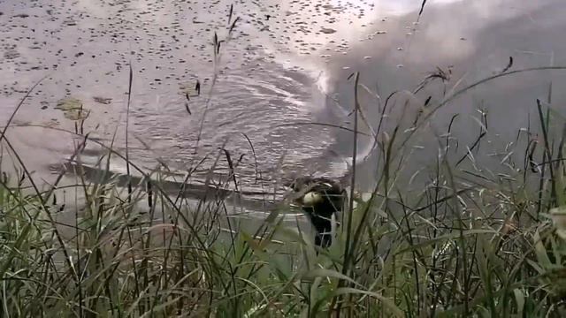 Охота на утку 2022г. Испытание приспособления. смотреть онлайн