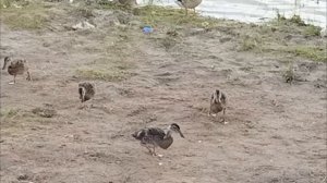 Утята с мамой гуляют🦆