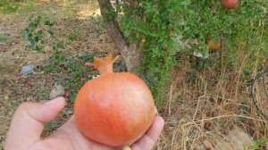 Как растут гранаты в Турции.