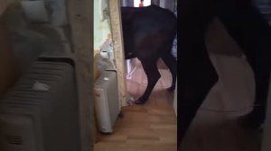 корова зашла в дом