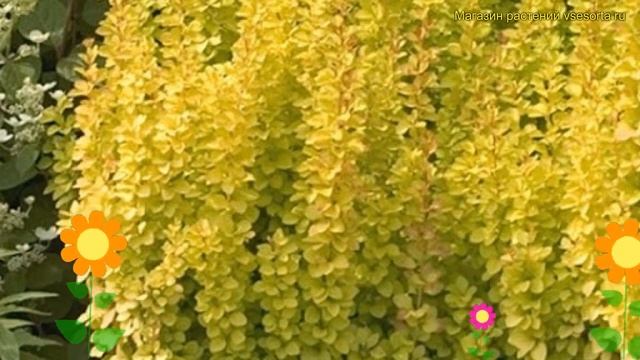 Барбарис тунберга. Краткий обзор, описание характеристик Berberis Thunbergii Yellow Bird Yellow Bir