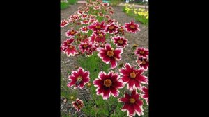 КОРЕОПСИС (COREOPSIS) сем. Сложноцветные