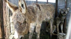 Люди решили покормить пойманного волка, приведя в его клетку oсликa. Что сделал волк невероятно