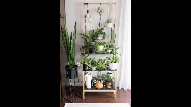 Top 150 Indoor Plants || Best Indoor Plant Ideas 2022