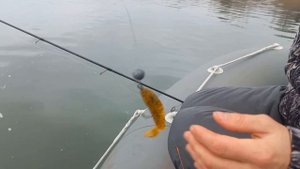 Экстремальный джиг в ноябре. Закрытие сезона 2022, р.Томь. Учу ловить на джиг #5.