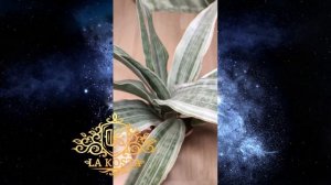 Сансевиерия Металлика Сильвер Сиам