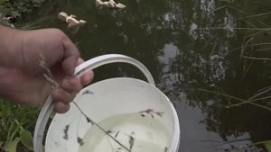 ПЫТАЮСЬ ЛОВИТЬ КАРАСЯ И КАРПА РАКОЛОВКОЙ .