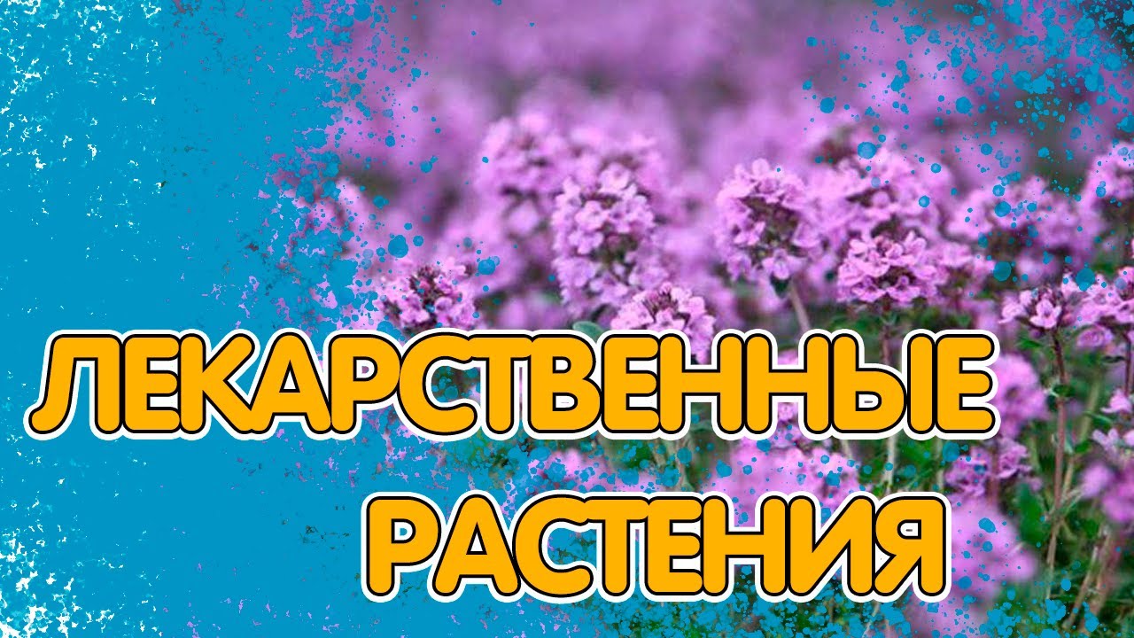 5 ЛЕКАРСТВЕННЫХ РАСТЕНИЙ. ЧТО ПОСЕЯТЬ НА СВОЁМ УЧАСТКЕ ПЕРВЫМ ДЕЛОМ