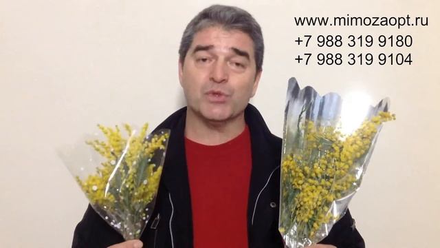 Мимоза оптом. Тюльпаны. Цветы из Абхазии. Купить мимозу оптом Москва