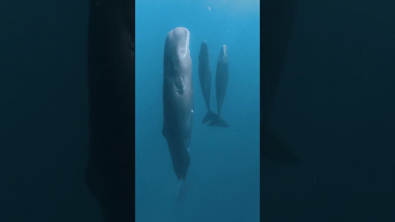 В подводном мире смотреть онлайн