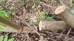 Лучшая цепная мини пила для обрезки деревьев на аккумуляторе