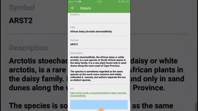 PlantSnap identifies an African daisy (Arctotis stoechadifolia)