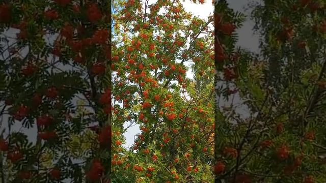 Рябина, плоды, дерево