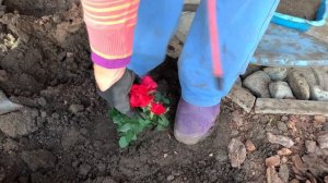 Миниатюрные розы. Роза Кордана. Роза Патио. Как сажать? Уход после посадки.