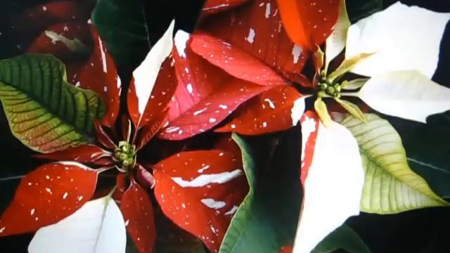 ПУАНСЕТТИЯ - ( (Poinsettia, Молочай красивейший) Содержание. Уход. Размножение. смотреть онлайн