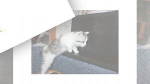 Японский бобтейл - кошка с коротким хвостом