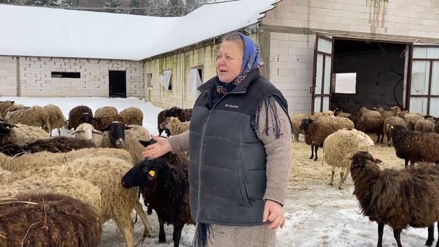 Содержание, кормление и лечение овец. Профилактика мрс. смотреть онлайн