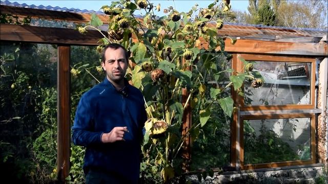 Tout savoir sur la culture du tournesol ! #Helianthus annuus смотреть онлайн