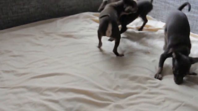 той терьер1 смотреть онлайн