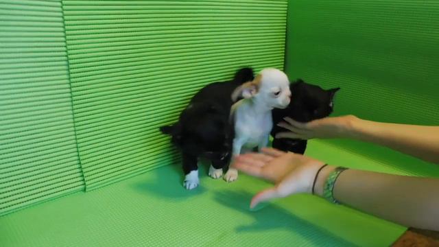 ПРОДАЮ ЧИХУА - МЕЛКИЙ СТАНДАРТ И СТАНДАРТ - ТРИ ДЕВОЧКИ #КУПЛЮЧИХУА